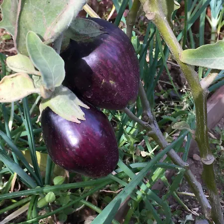 Maria's House * Panormos (Kalymnos)
