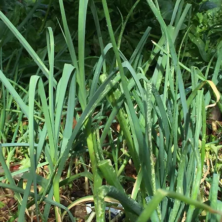 Maria's House Panormos (Kalymnos)