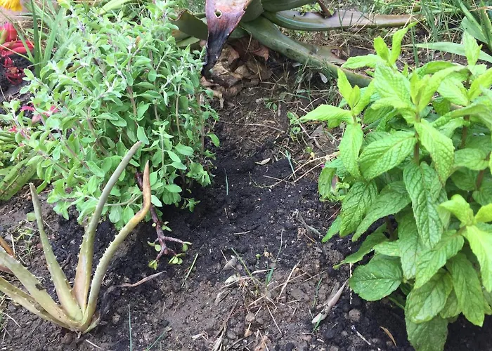 Maria's House アパート